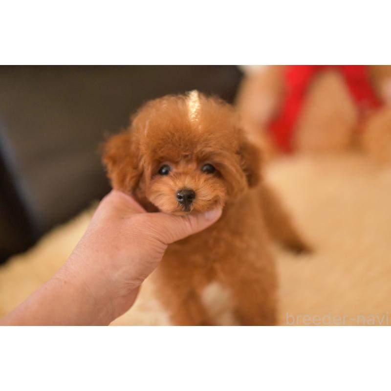 販売中の茨城県のティーカッププードル-420731の3枚目