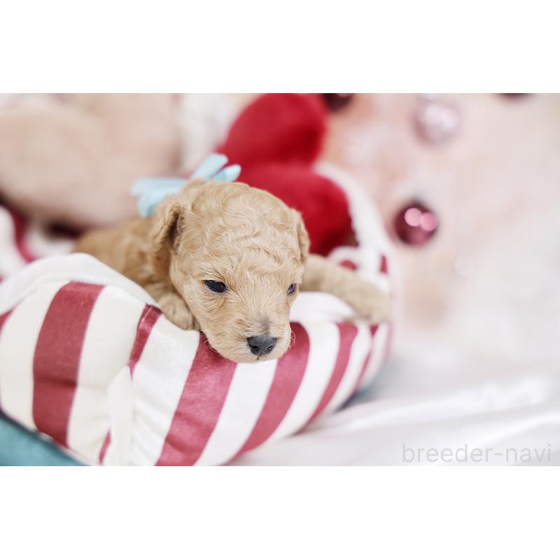 販売中の京都府のタイニープードル-429004の5枚目