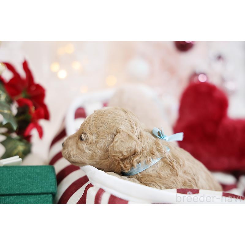 販売中の京都府のタイニープードル-429004の4枚目