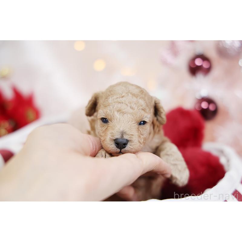 販売中の京都府のタイニープードル-429004の3枚目