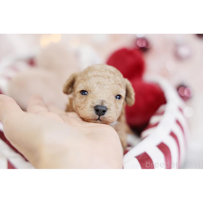 販売中の京都府のタイニープードル-429004の2枚目