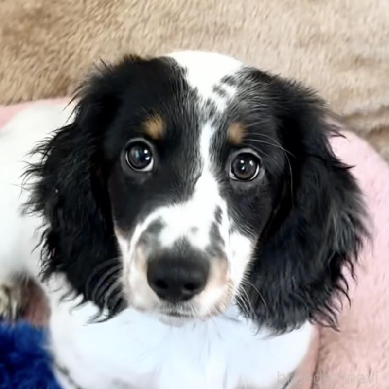 販売中の神奈川県のミニチュアダックスフンド(ロングヘアード)-416620