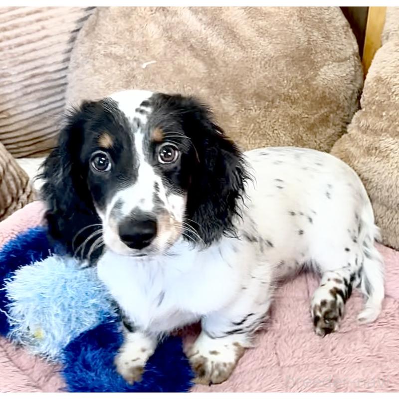 商談中の神奈川県のミニチュアダックスフンド(ロングヘアード)-416620の12枚目