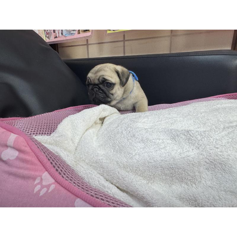 成約済の岐阜県のパグ-425988の6枚目