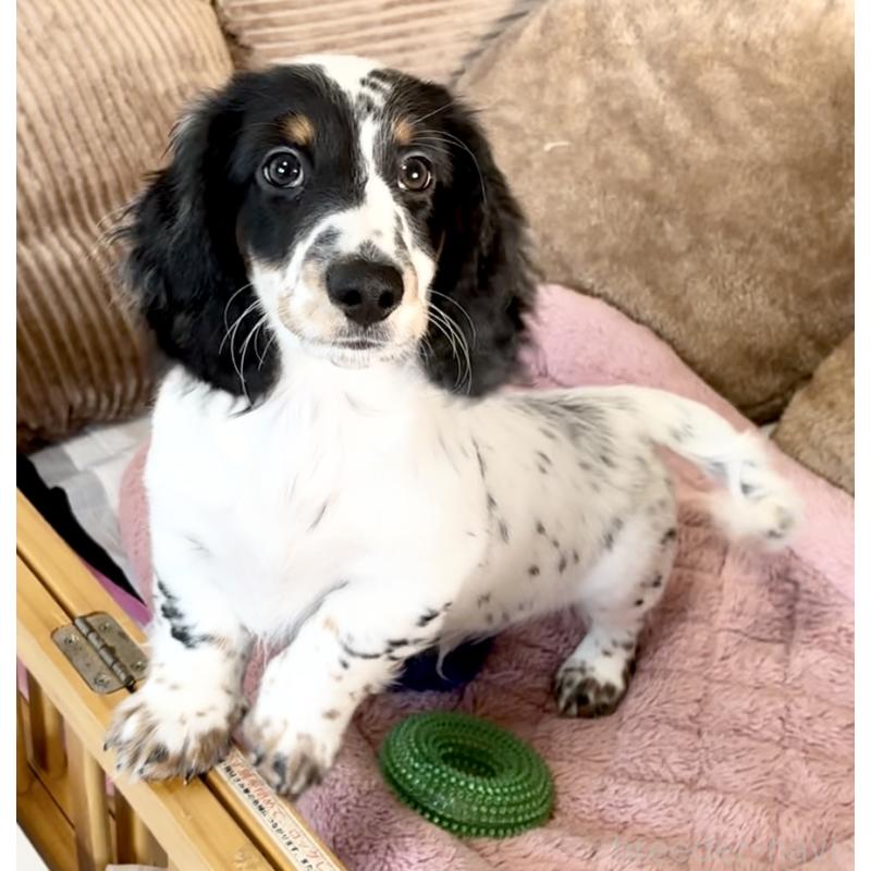 商談中の神奈川県のミニチュアダックスフンド(ロングヘアード)-416620の11枚目