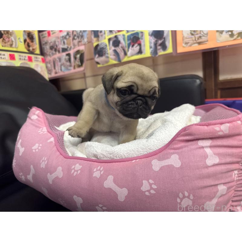 成約済の岐阜県のパグ-425988の3枚目