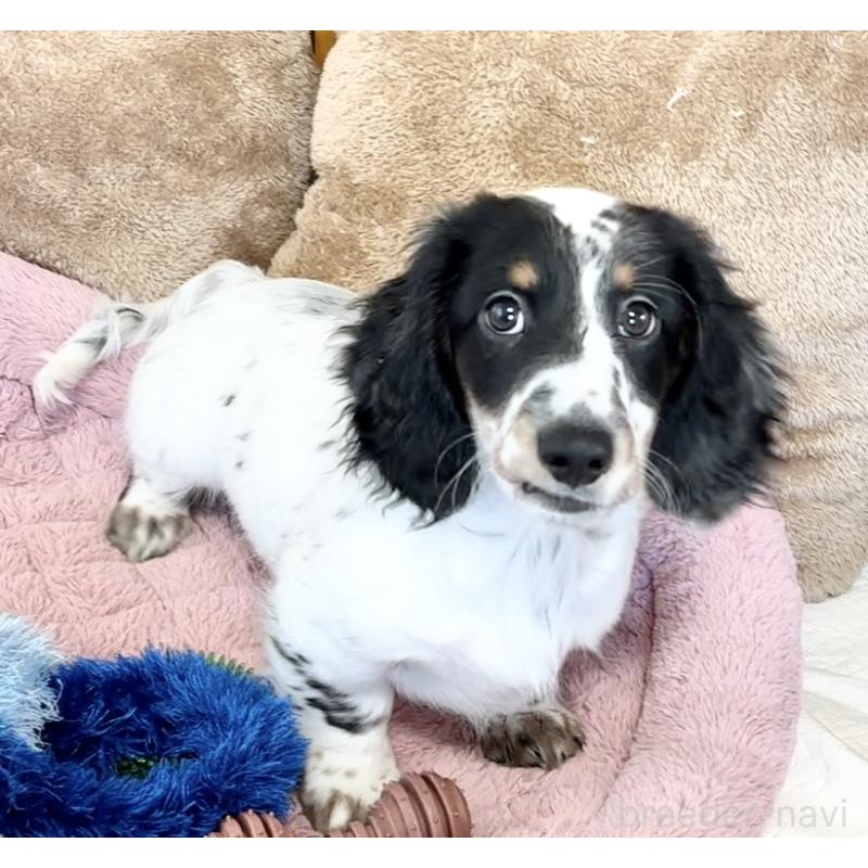 商談中の神奈川県のミニチュアダックスフンド(ロングヘアード)-416620の10枚目