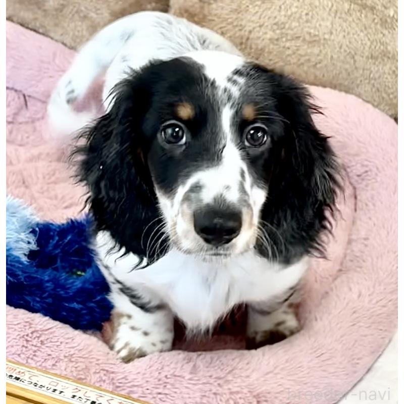 商談中の神奈川県のミニチュアダックスフンド(ロングヘアード)-416620の9枚目