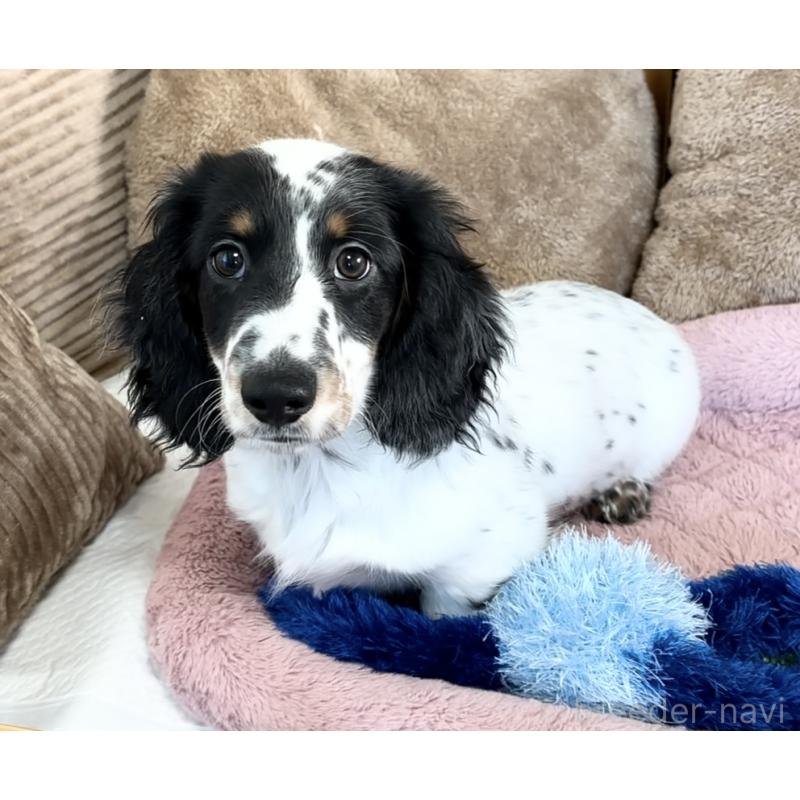 商談中の神奈川県のミニチュアダックスフンド(ロングヘアード)-416620の8枚目