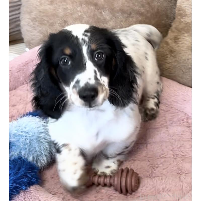 商談中の神奈川県のミニチュアダックスフンド(ロングヘアード)-416620の7枚目