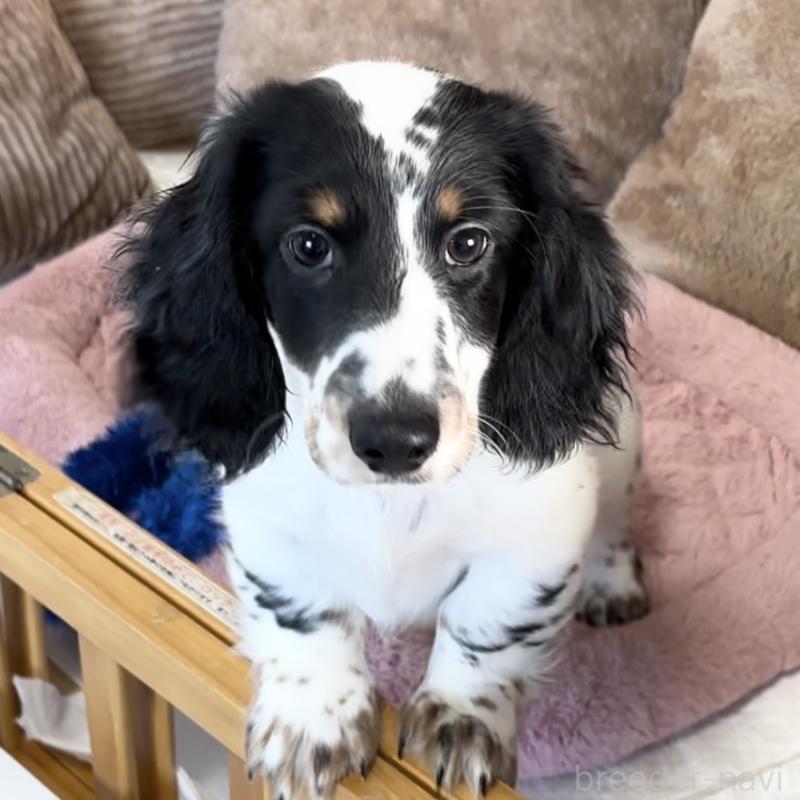 商談中の神奈川県のミニチュアダックスフンド(ロングヘアード)-416620の6枚目