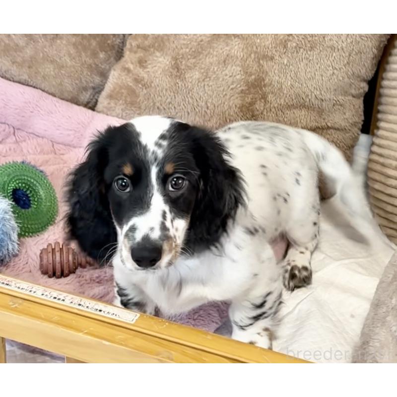 商談中の神奈川県のミニチュアダックスフンド(ロングヘアード)-416620の5枚目