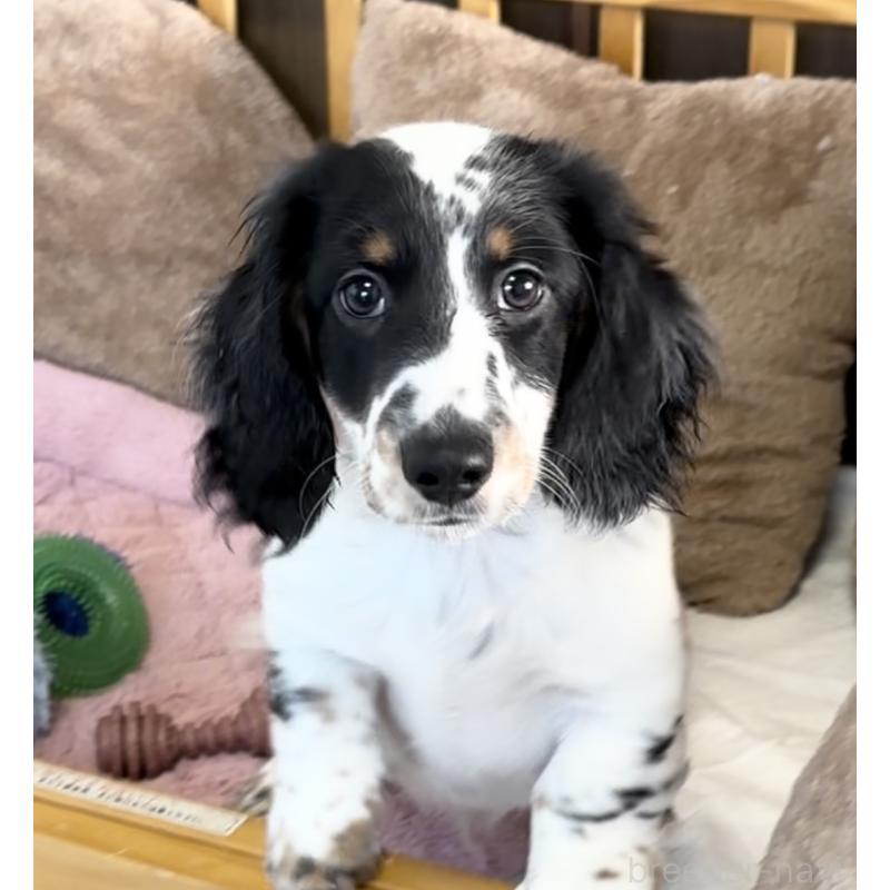 商談中の神奈川県のミニチュアダックスフンド(ロングヘアード)-416620の4枚目