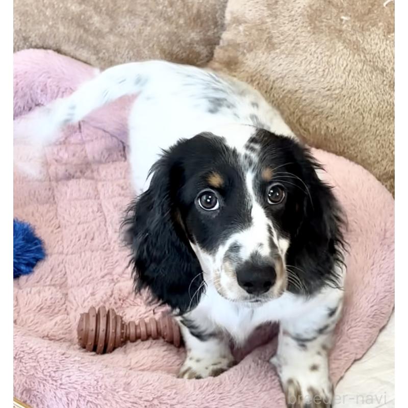 商談中の神奈川県のミニチュアダックスフンド(ロングヘアード)-416620の3枚目