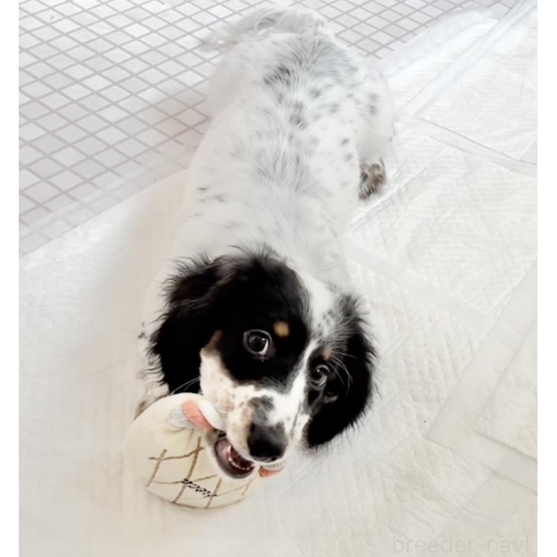 商談中の神奈川県のミニチュアダックスフンド(ロングヘアード)-416620の2枚目