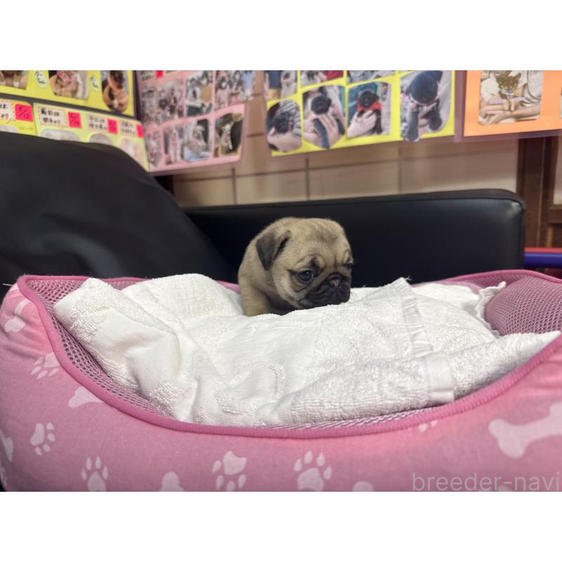 商談中の岐阜県のパグ-425991の14枚目