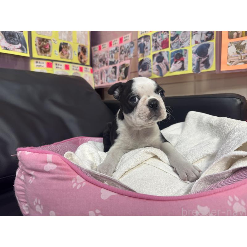 販売中の岐阜県のボストンテリア-429008の4枚目