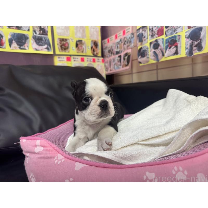 販売中の岐阜県のボストンテリア-429008の2枚目