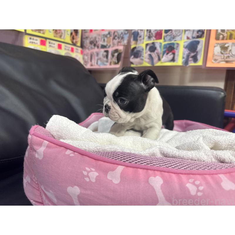 販売中の岐阜県のボストンテリア-429009の5枚目