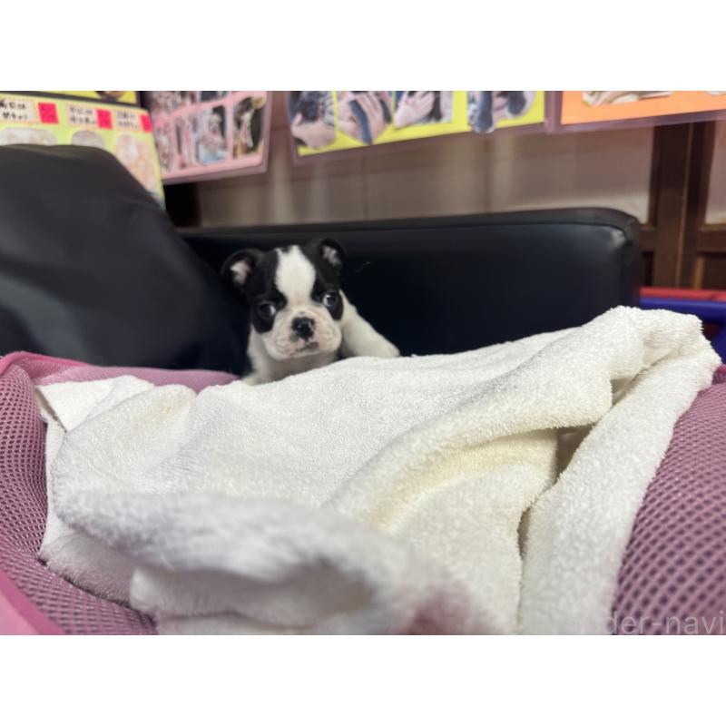 販売中の岐阜県のボストンテリア-429009の4枚目