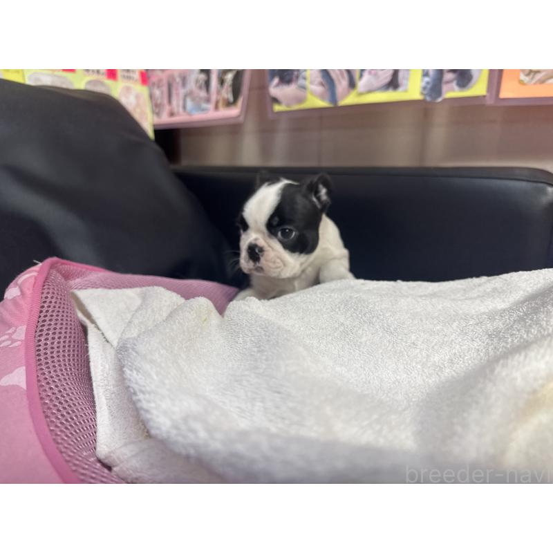 販売中の岐阜県のボストンテリア-429009の3枚目