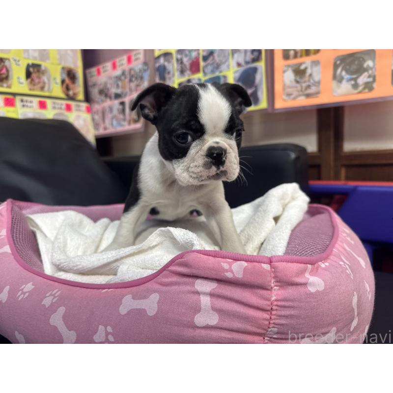 販売中の岐阜県のボストンテリア-429009の2枚目