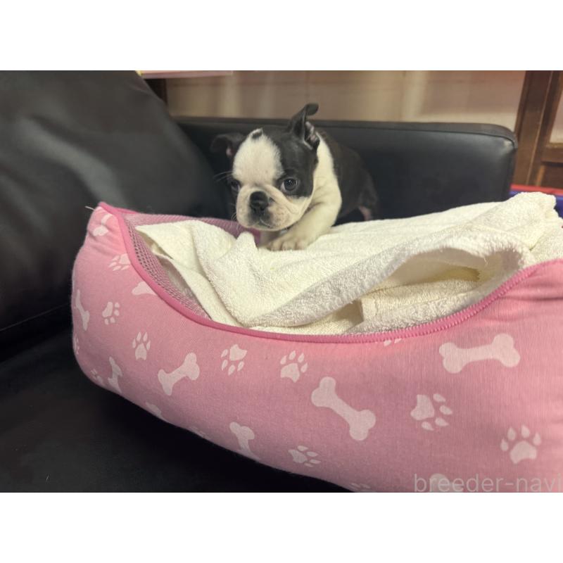 販売中の岐阜県のボストンテリア-429012の5枚目