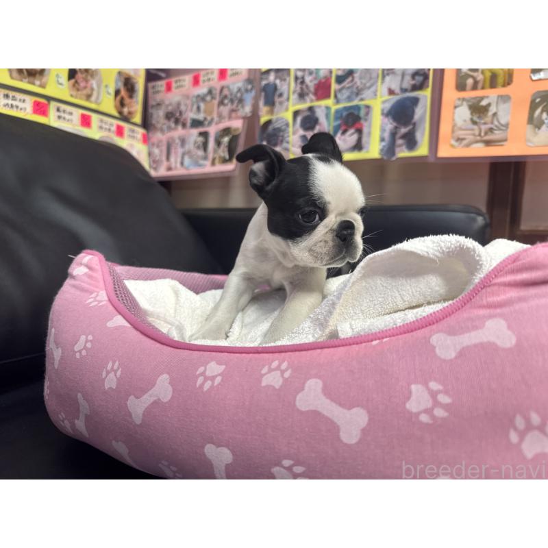 販売中の岐阜県のボストンテリア-429012の3枚目