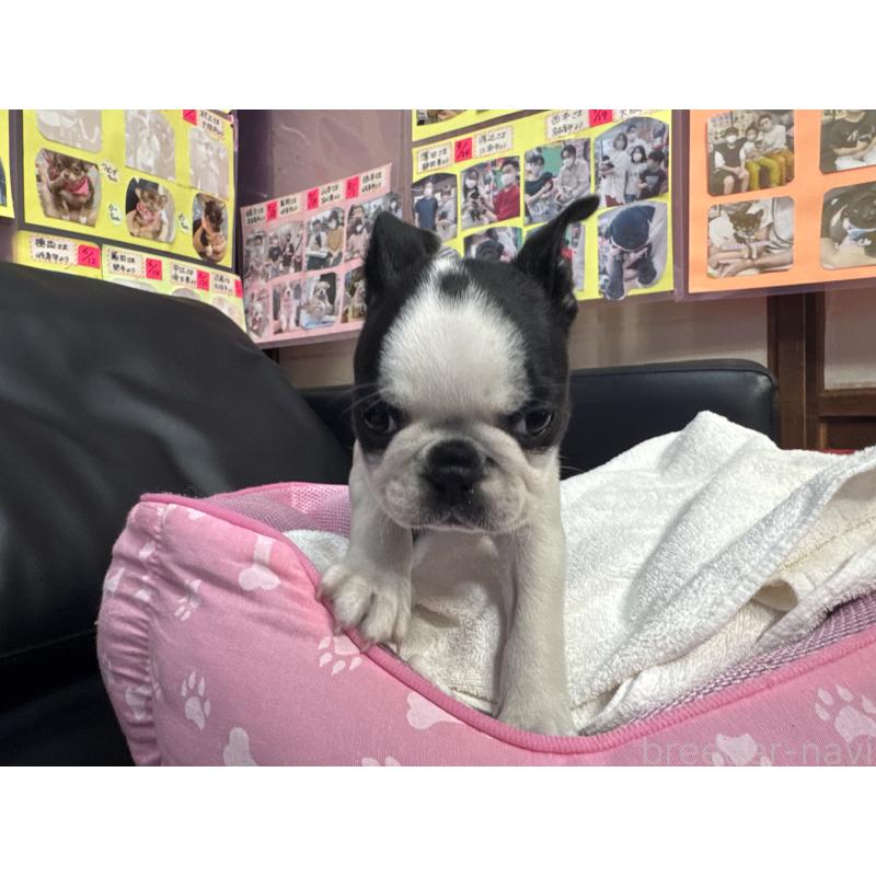 販売中の岐阜県のボストンテリア-429012の2枚目