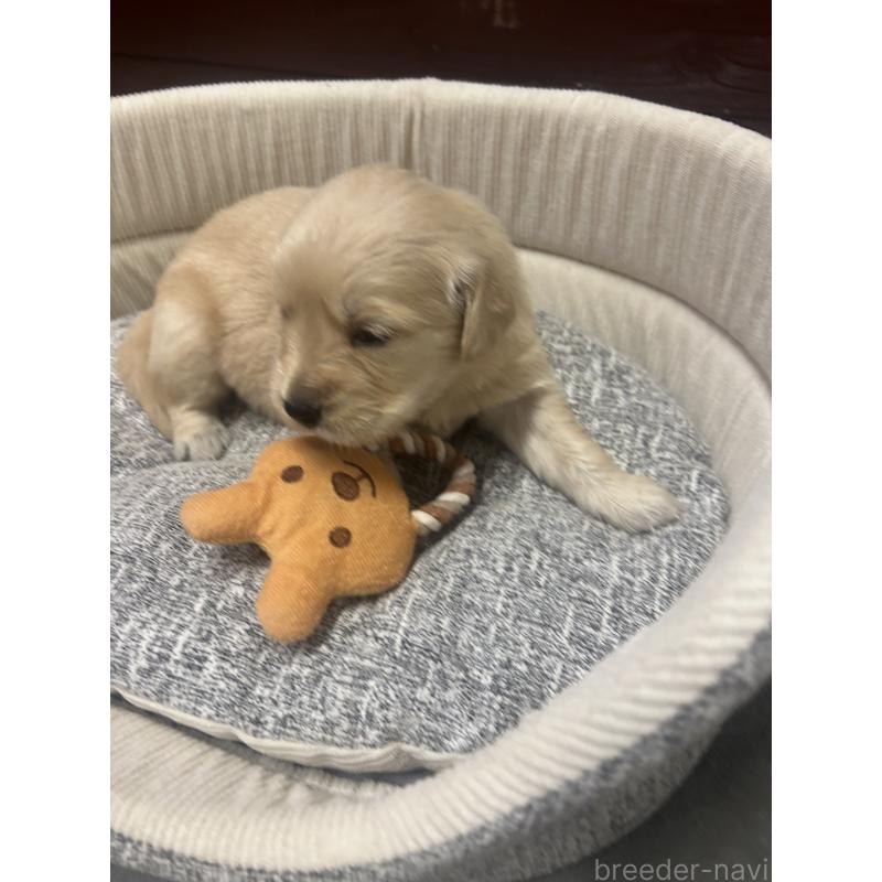 販売中の静岡県のゴールデンレトリーバー-429017の6枚目