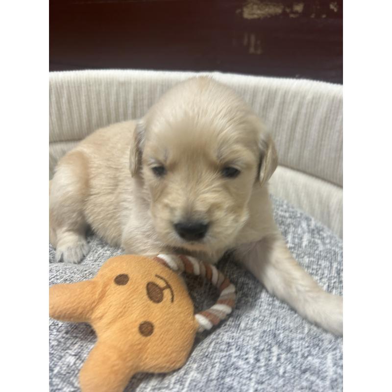 販売中の静岡県のゴールデンレトリーバー-429017の5枚目