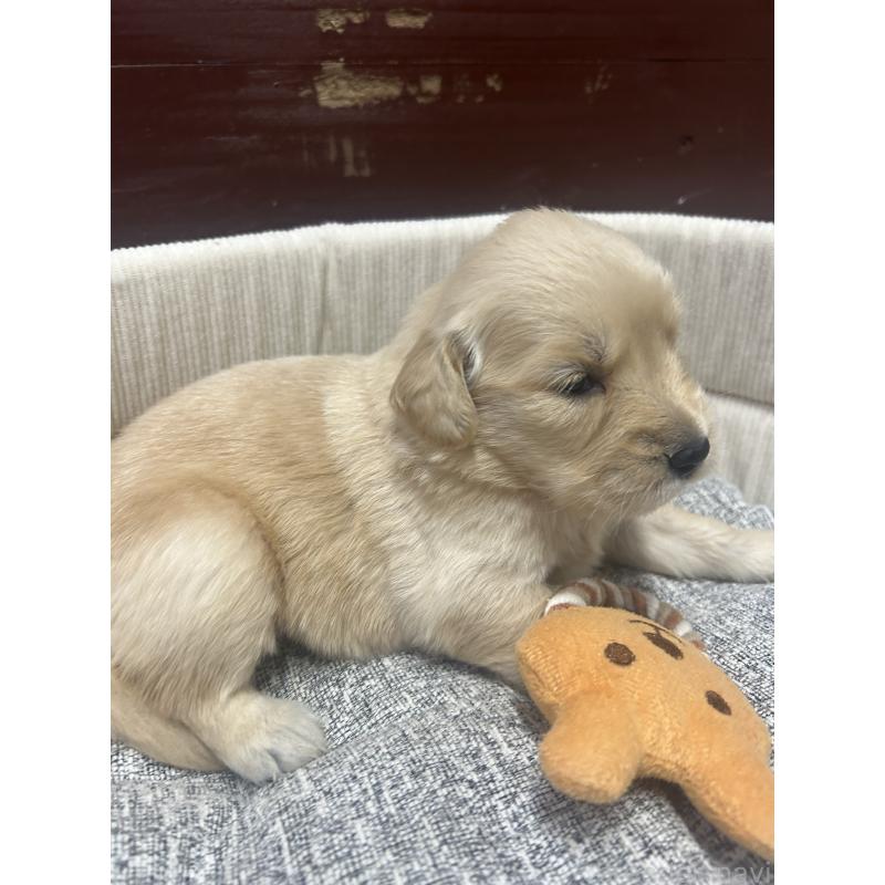 販売中の静岡県のゴールデンレトリーバー-429017の4枚目