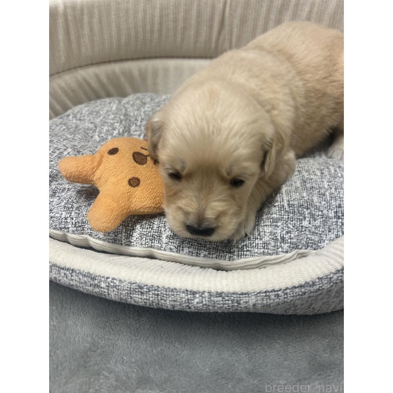 販売中の静岡県のゴールデンレトリーバー-429017の3枚目