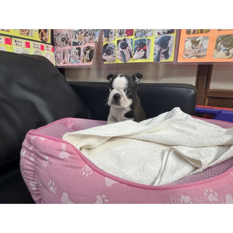 販売中の岐阜県のボストンテリア-429014の5枚目