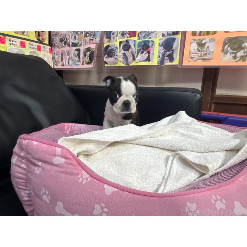 販売中の岐阜県のボストンテリア-429014の4枚目