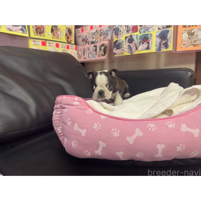 販売中の岐阜県のボストンテリア-429014の2枚目