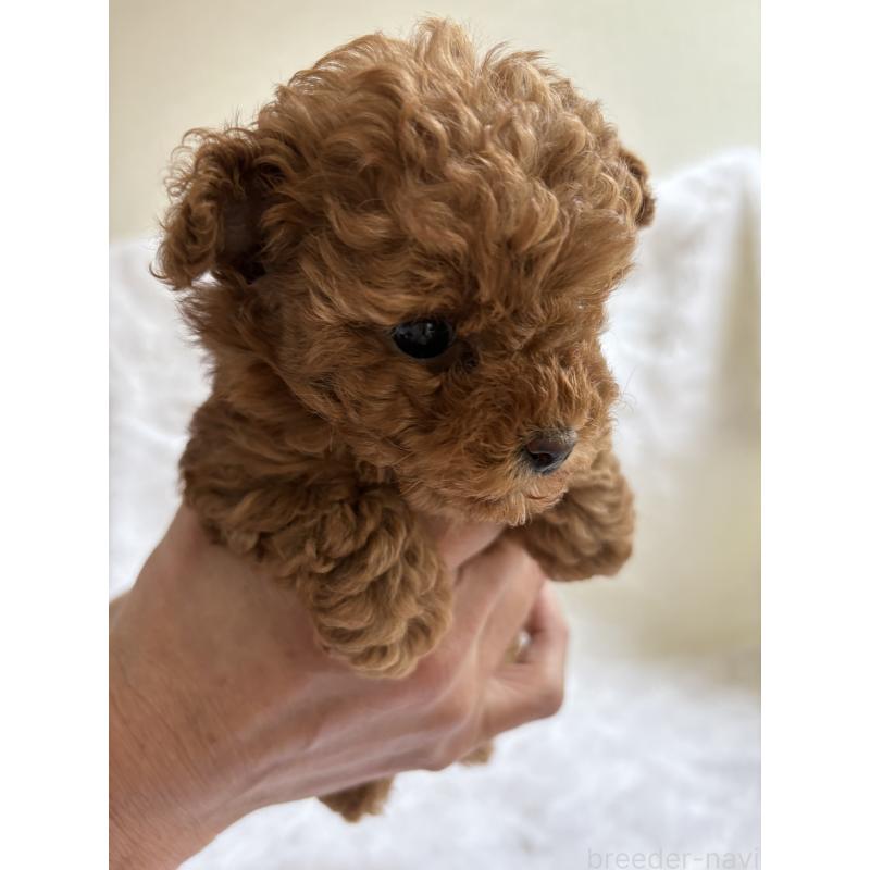 販売中の京都府のトイプードル-429019の4枚目