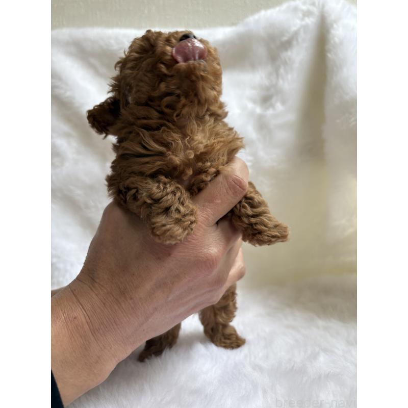 販売中の京都府のトイプードル-429019の3枚目