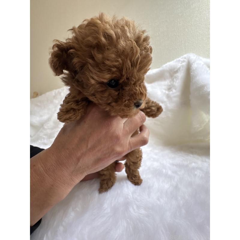 販売中の京都府のトイプードル-429019の2枚目