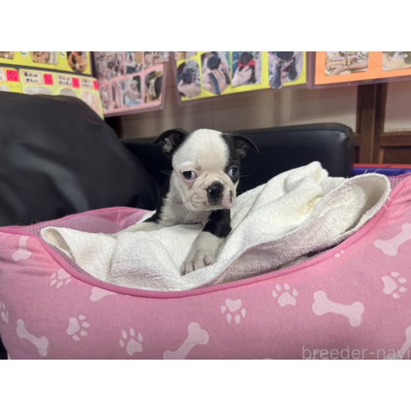 販売中の岐阜県のボストンテリア-429015の5枚目