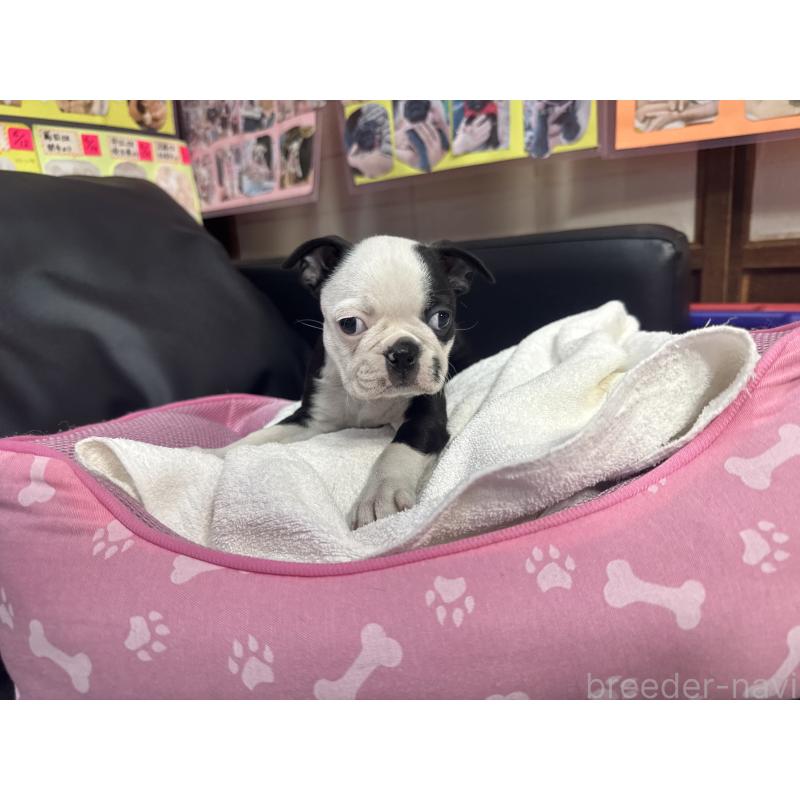 販売中の岐阜県のボストンテリア-429015の4枚目