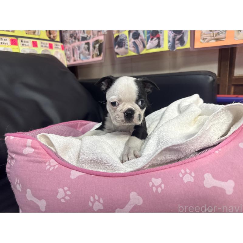 販売中の岐阜県のボストンテリア-429015の3枚目