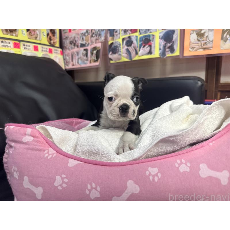 販売中の岐阜県のボストンテリア-429015の2枚目