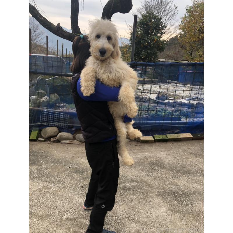 成約済の兵庫県のゴールデンドゥードル:ゴールデンレトリーバー×プードル-399114の18枚目