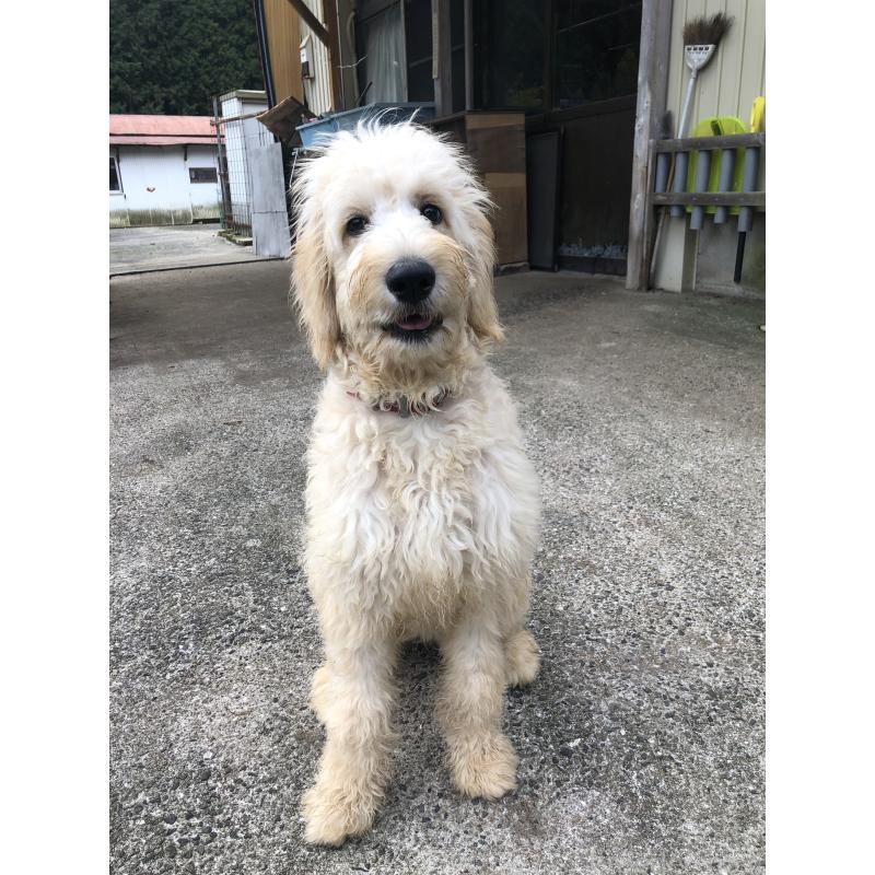 成約済の兵庫県のゴールデンドゥードル:ゴールデンレトリーバー×プードル-399114の16枚目