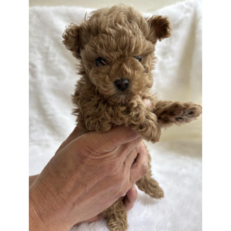 販売中の京都府のトイプードル-429023の4枚目