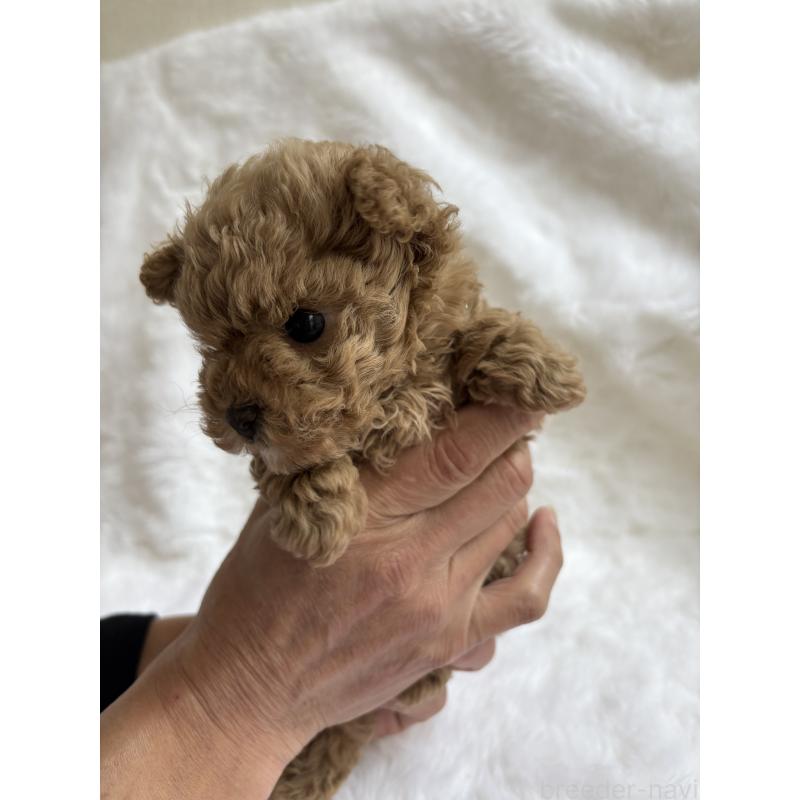 販売中の京都府のトイプードル-429023の3枚目