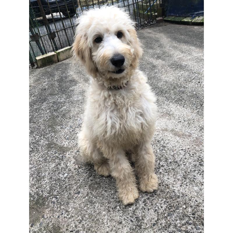 販売中の兵庫県のゴールデンドゥードル:ゴールデンレトリーバー×プードル-399114