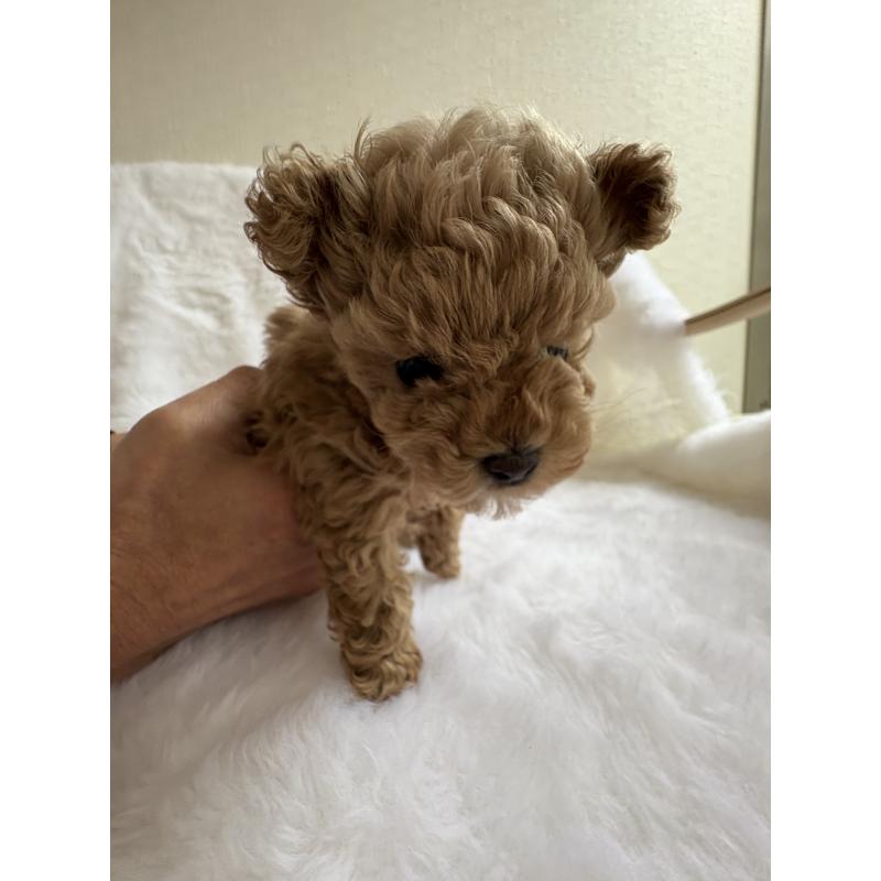 販売中の京都府のトイプードル-429023の2枚目