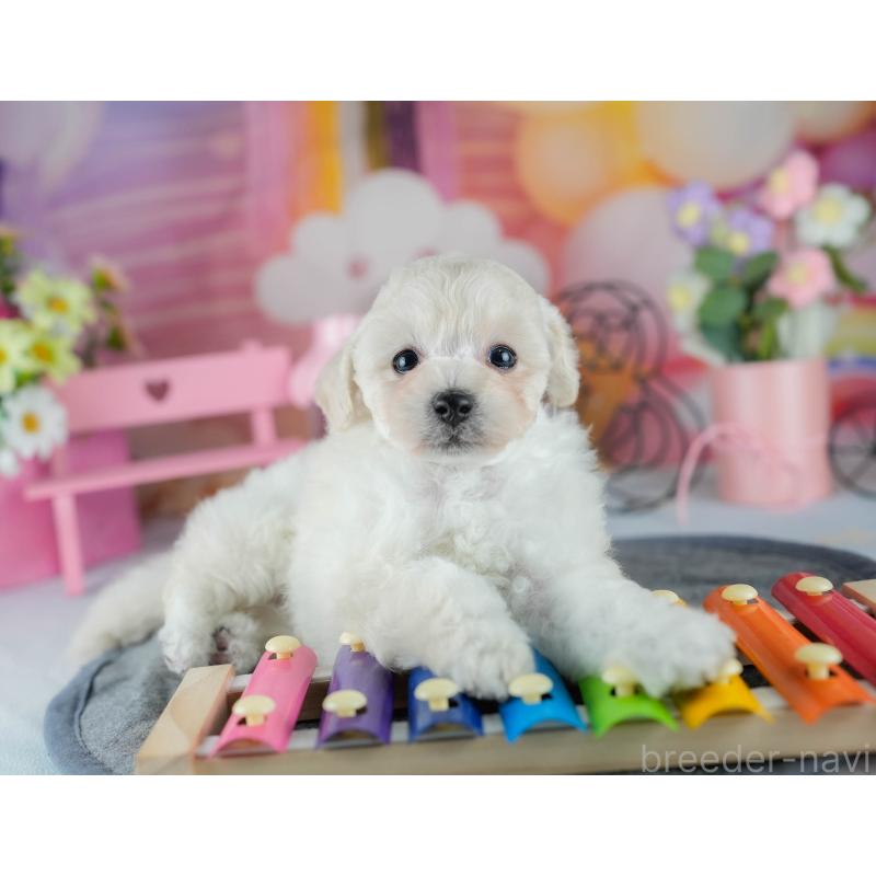 販売中の千葉県のトイプードル-429024の1枚目